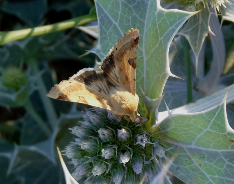 Da determinare - Heliothis peltigera